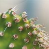 Photo of Opuntia ficus-indica