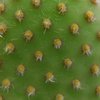 Photo of Opuntia microdasys