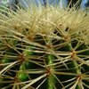 Photo of Echinocactus grusonii